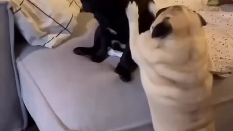 You can watch this forever! Funny Cats and Dogs!