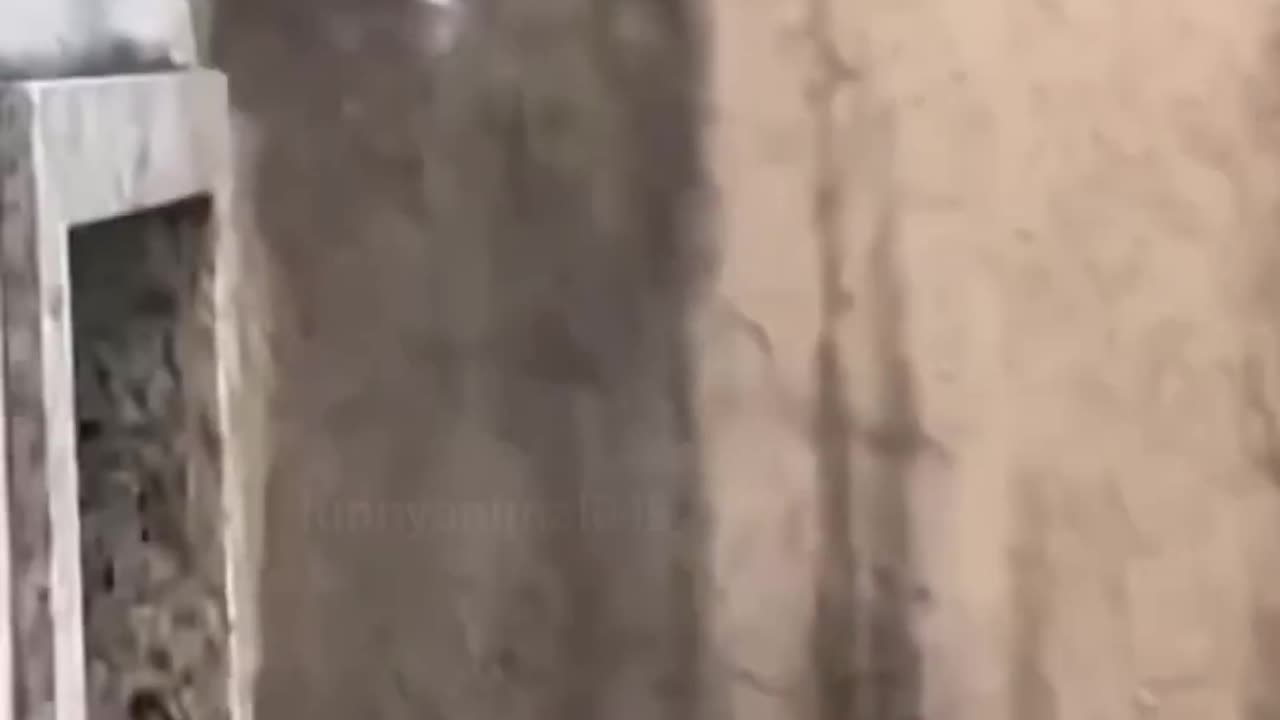 Gangster Cats