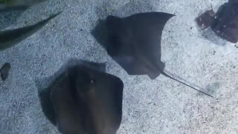 Nature and Animals