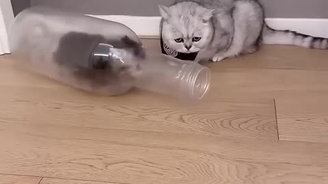 Baby Cat Vibes: Too Cute to Miss!