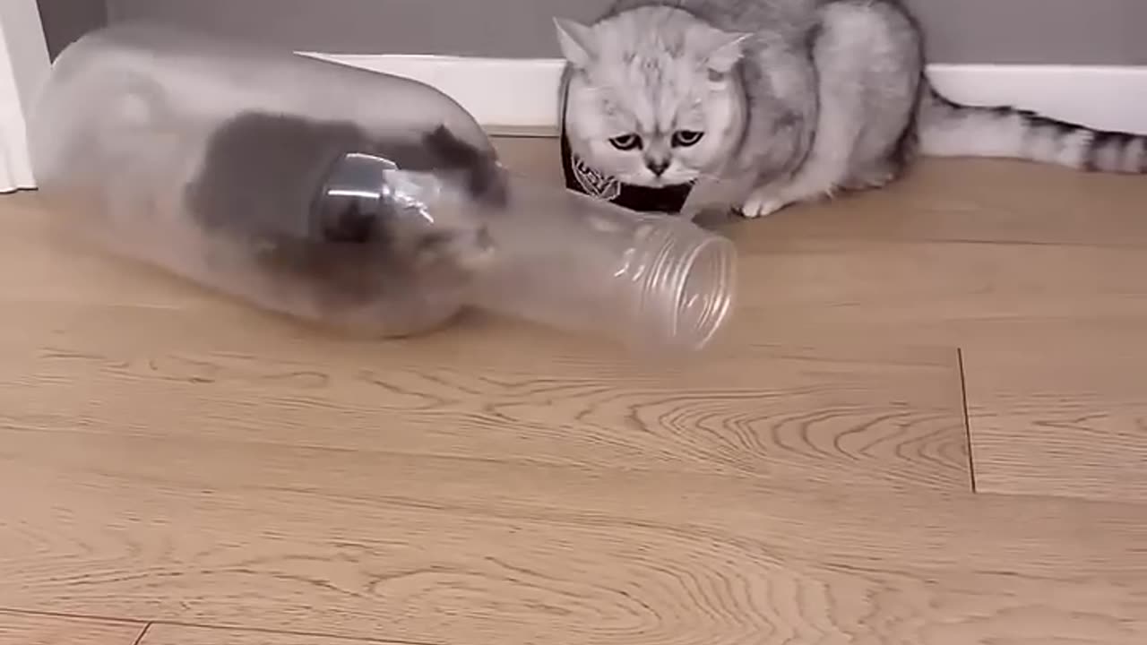 Baby Cat Vibes: Too Cute to Miss!