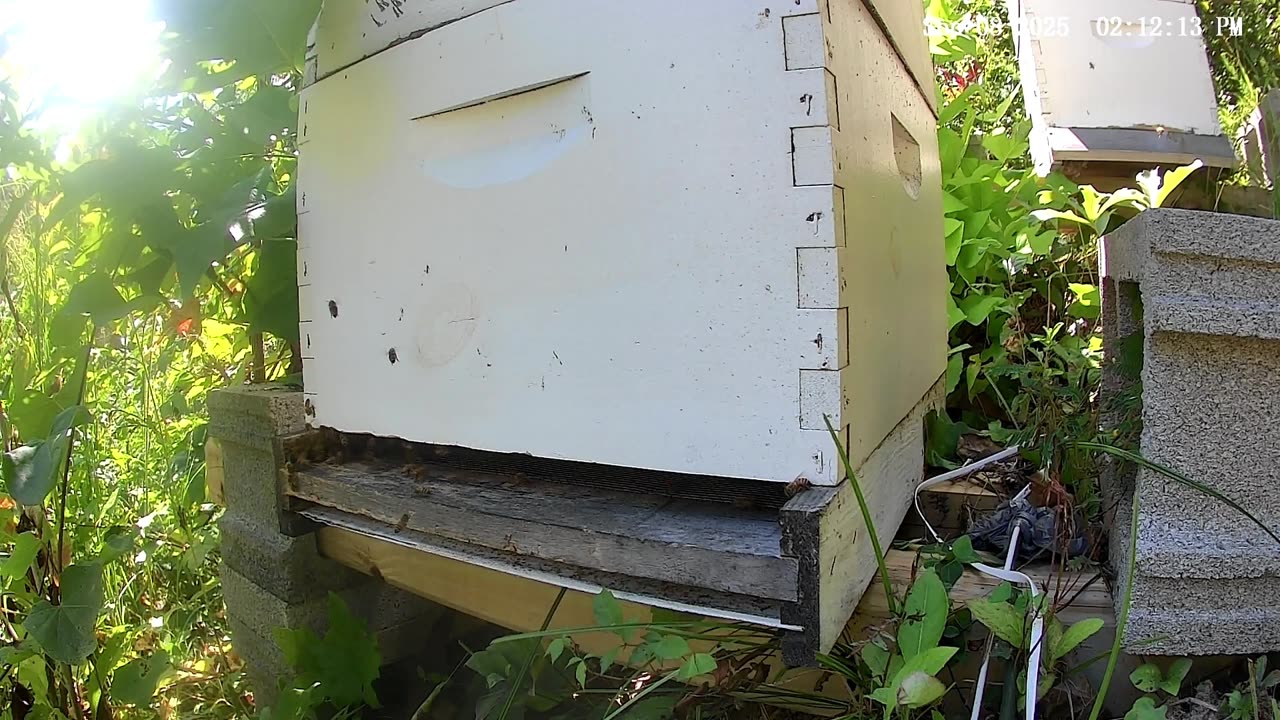 Bees in the Afternoon