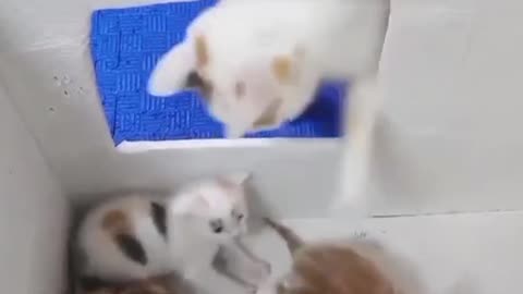 🐱✨💖 “Adorable Cat & Kitten Moments That’ll Make You Smile!”