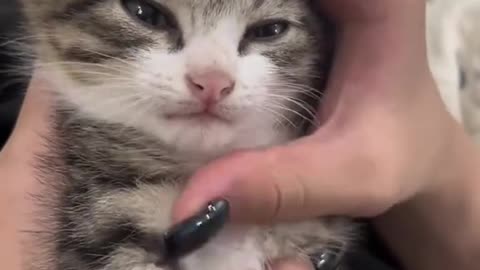 Dog's Comedy Videos 🤣 so cute videos and puppies comedy scenes 🤣 so cute 🥰 🥰 🥰 🥰