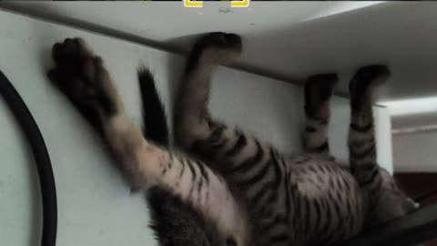 29th July Kitten Vlogs Patch & Alt sleeping on my work table