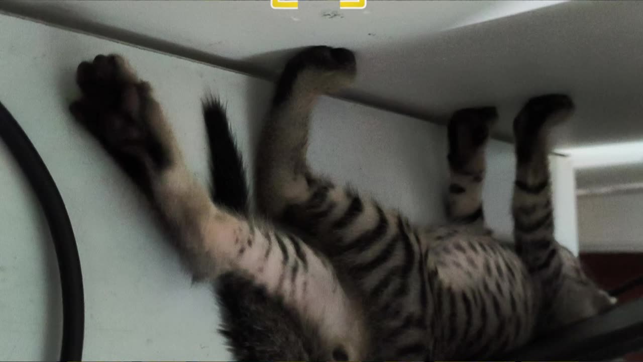 29th July Kitten Vlogs Patch & Alt sleeping on my work table
