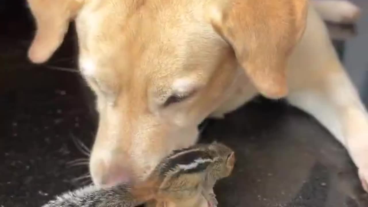 Dog and squirrel meet for first time. 🐿️🐶
