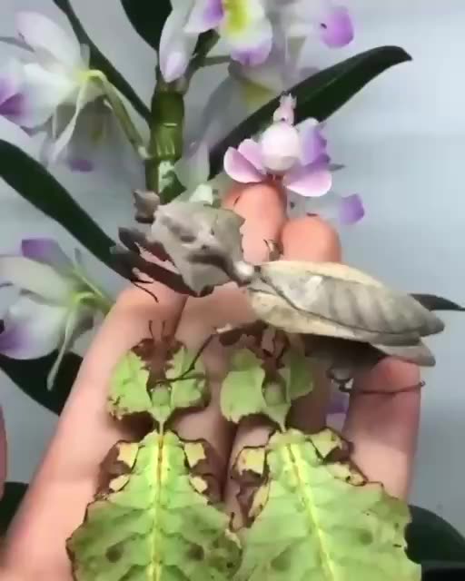 There are no plants on his hand