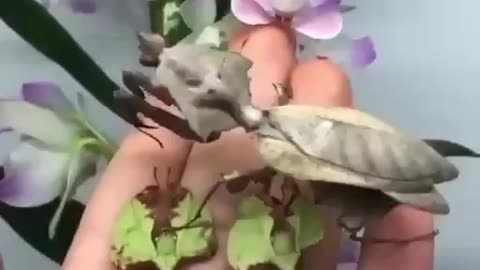 There are no plants on his hand