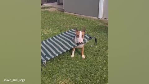 FUNNIEST Bull Terrier DOGS Proves Everyone Wrong About His Breed