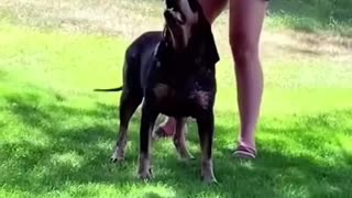 Funny animals