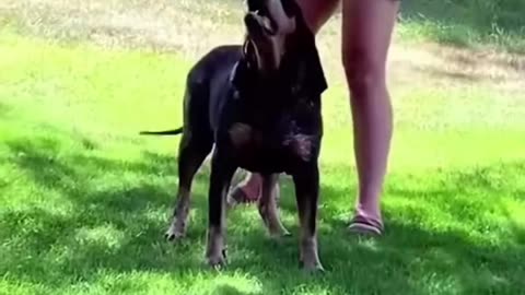 Funny animals