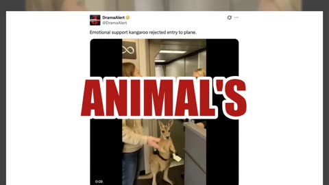 Fact Check: FAKE Video Shows 'Emotional Support Kangaroo' Denied Entry to Plane