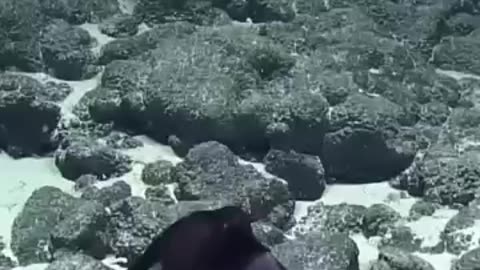 Trending: scary creatures found in the ocean! #facts #mysterious #animals