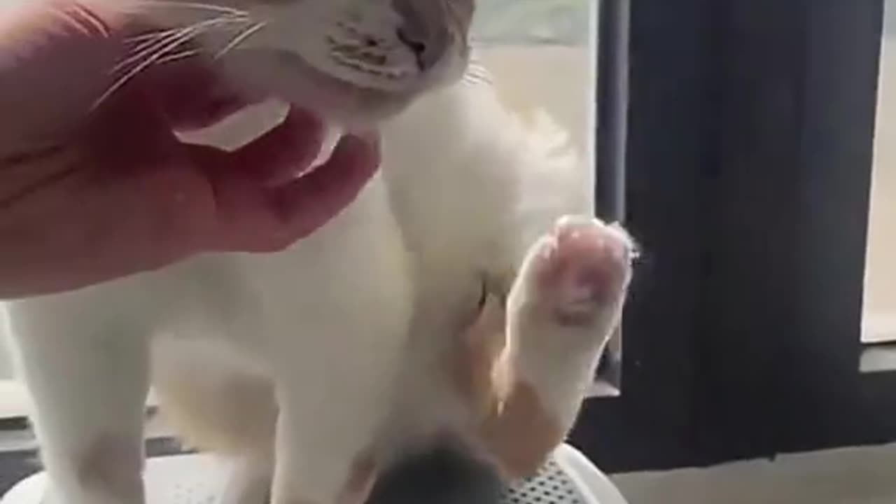 Cute kittens video compilation 🐈🥰