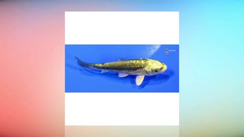 My Koi I Have Collected using Clipchamp and Clipchamp AI