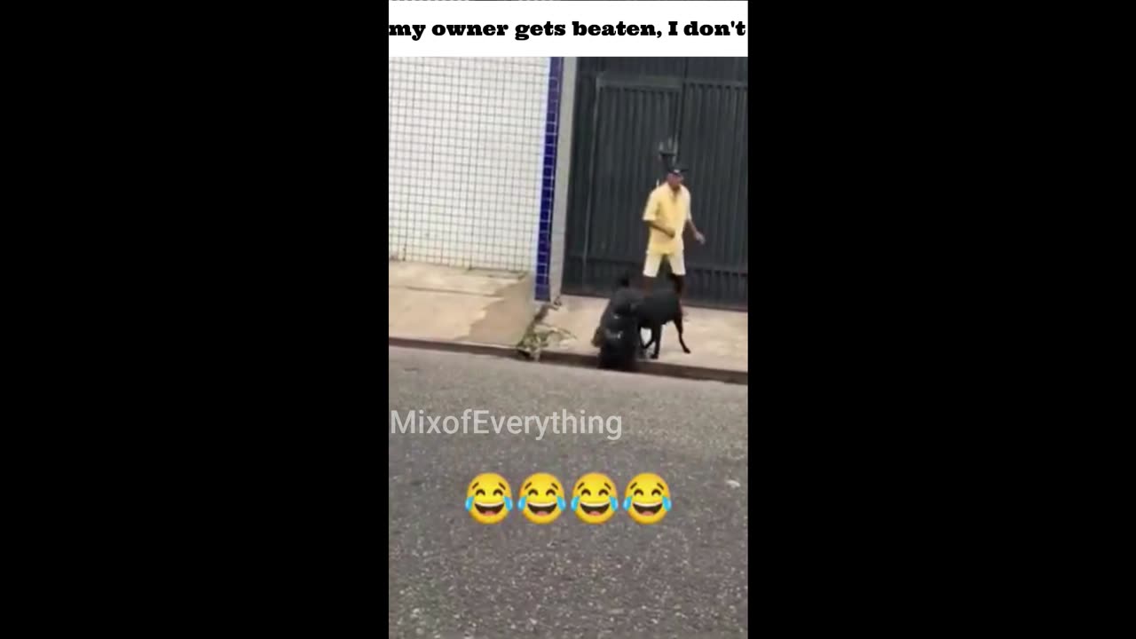 my owner gets beaten, I don't