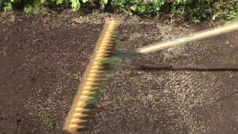 How To Plant Grass Seed