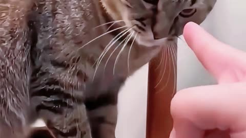 This cat deserves one like and Follow from you.