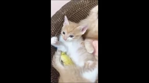Funny animals - Funny cats _ dogs - Funny animal videos p7