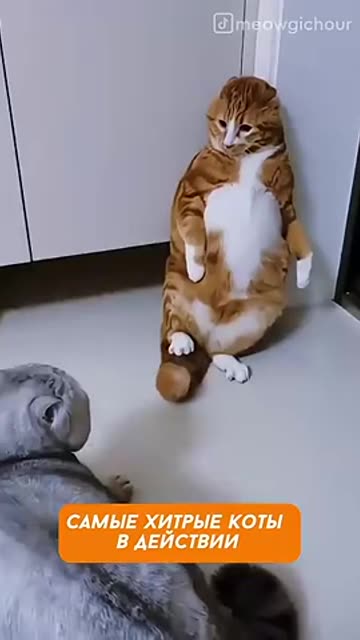 funny cats