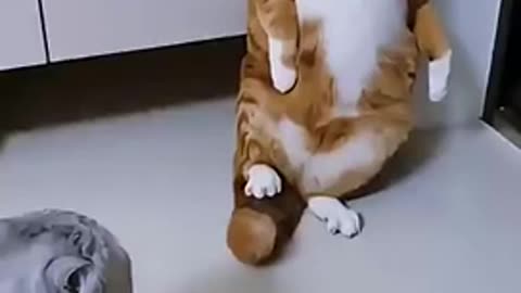 funny cats