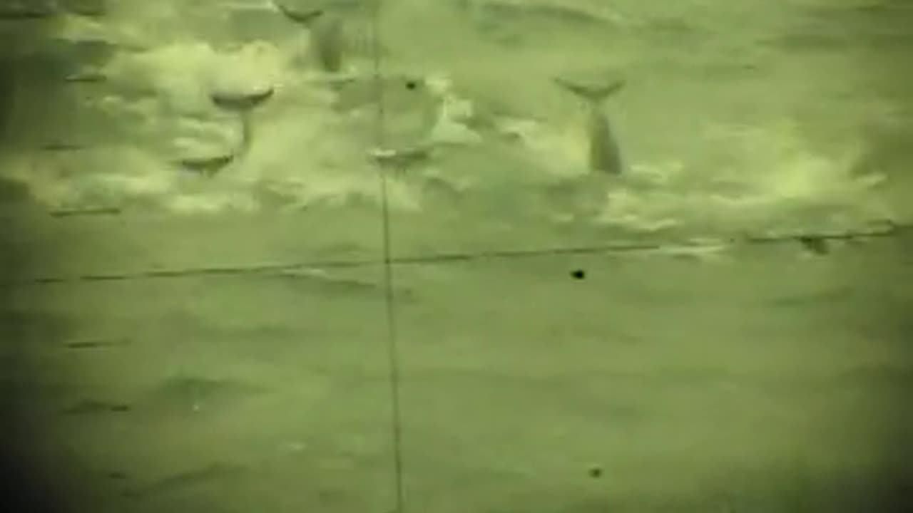 🤯✨ Witness a Submarine's Periscope Encounter with Dolphins! | FeedMyCuriosity