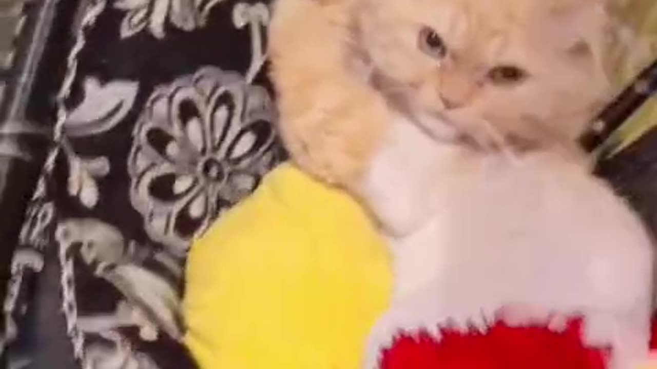 my cat