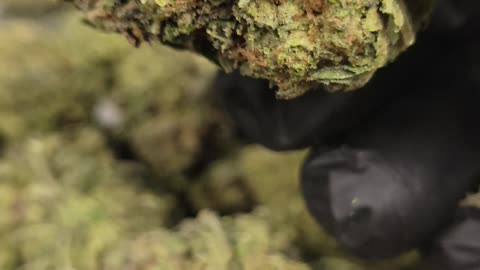 THC Purple Punch Flower