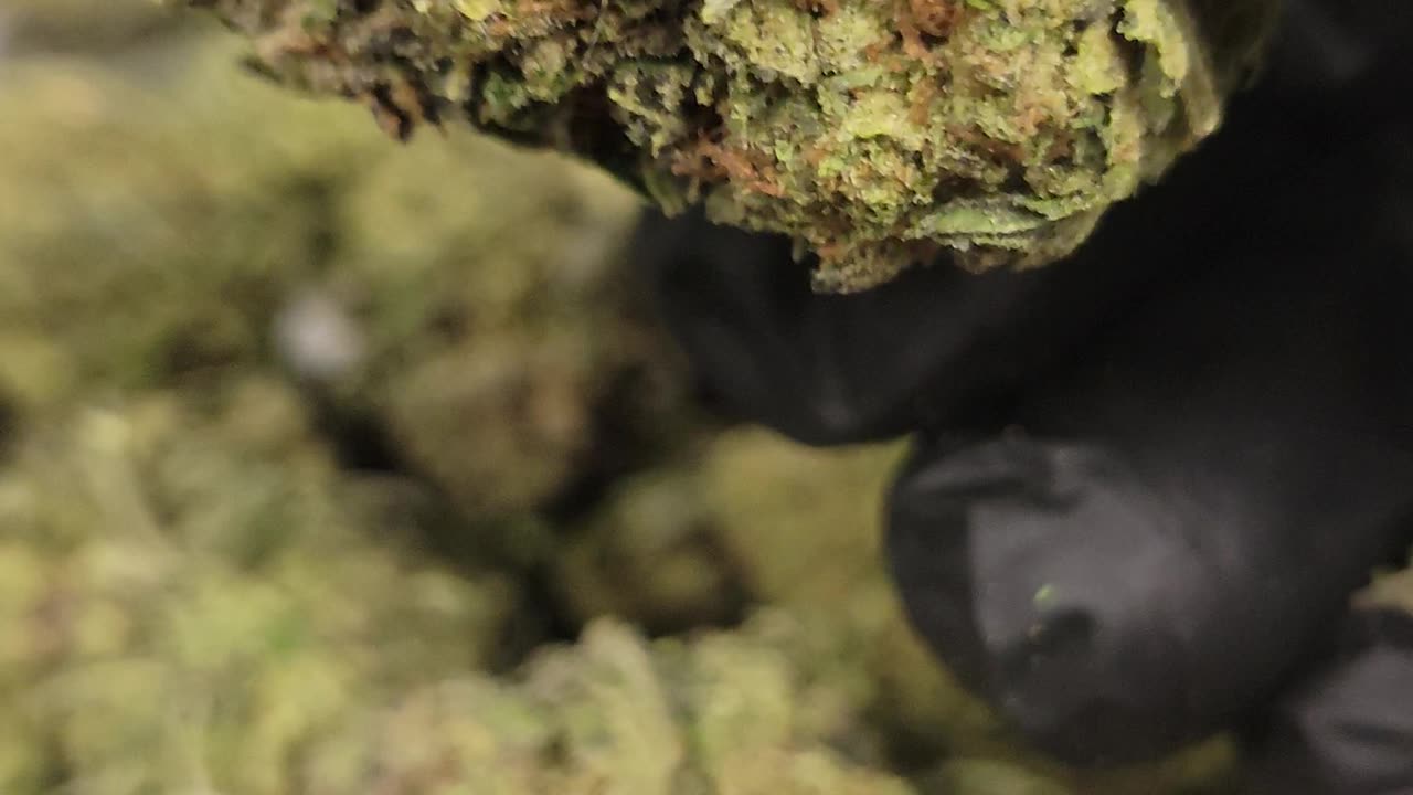 THC Purple Punch Flower