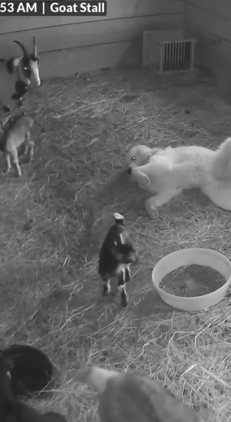 Security guard loves his job 😊