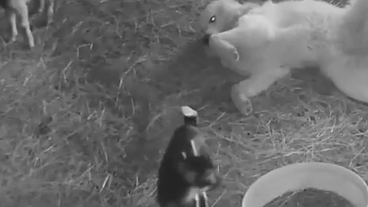 Security guard loves his job 😊