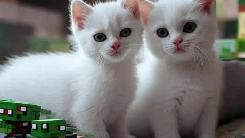 Cute Cat Picture 