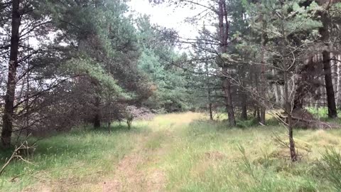 Carse Wood