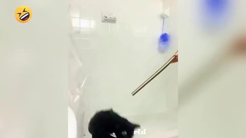 Non-stop laughs with the funniest cats bathing funny reaction 🤣 #fanny #mems #fannyvideo