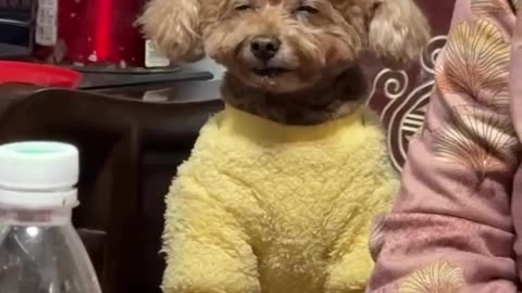 If you are watching this video, know that God has made you the guardian angel of a hungry cat💝