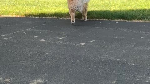 Golden Doesn't Like When the Grass Is Wet