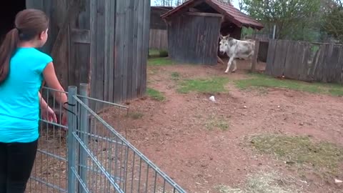 A donkey is reunited with the girl who looked after him