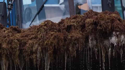 El mar trae una marea marrón: sargazo cubre Cancún de costa a costa
