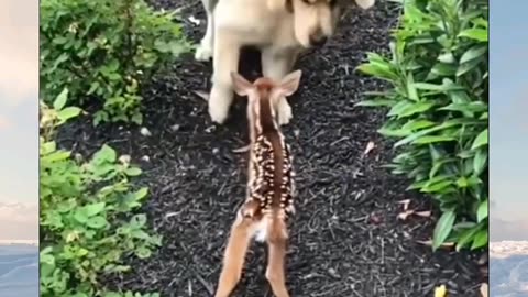 🤣Funny Animals Videos 17🤣