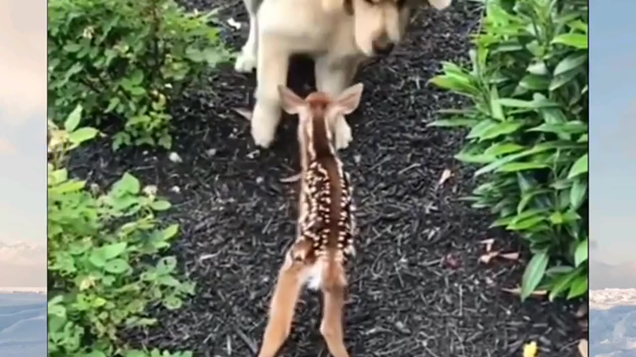 🤣Funny Animals Videos 17🤣