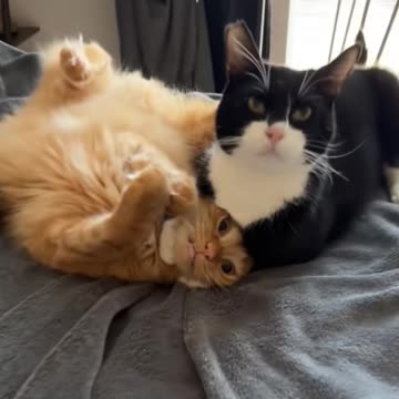 Try Not to Laugh – Funniest Cats Compilation! 😂🐾