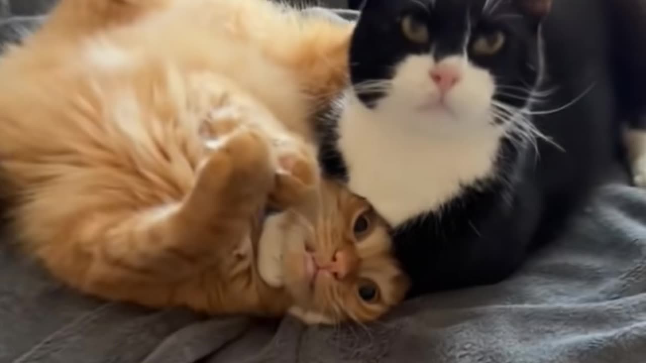 Try Not to Laugh – Funniest Cats Compilation! 😂🐾
