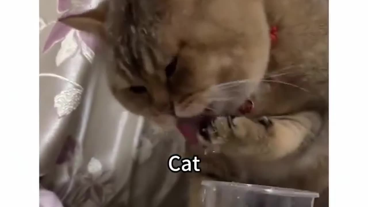 Smart Cats 🥰 Part 6 – New Cute & Funny Cat Moments! Like & Follow for More Cat Shorts