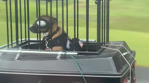 Biker Dog Rides In Custom Trailer