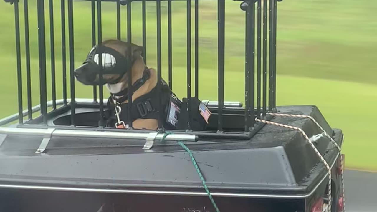 Biker Dog Rides In Custom Trailer
