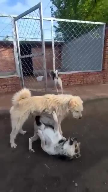 "King Charles Just Stole the Whole Show 👑🐶 #DogRoyalty"