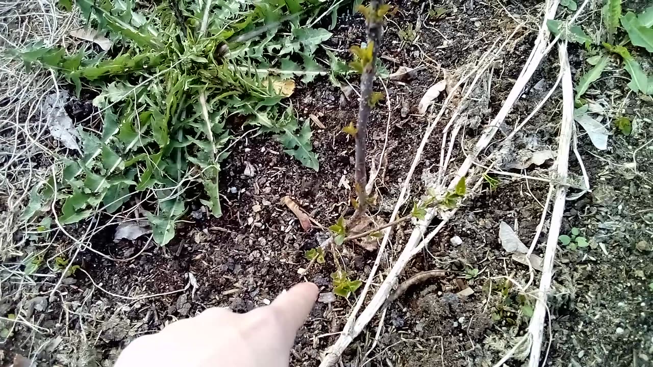 Weather Update And Garden Update 🇨🇦 April 8 2025