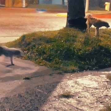 Los peludos en la llovizna - Tacuarembó 13/03/2025