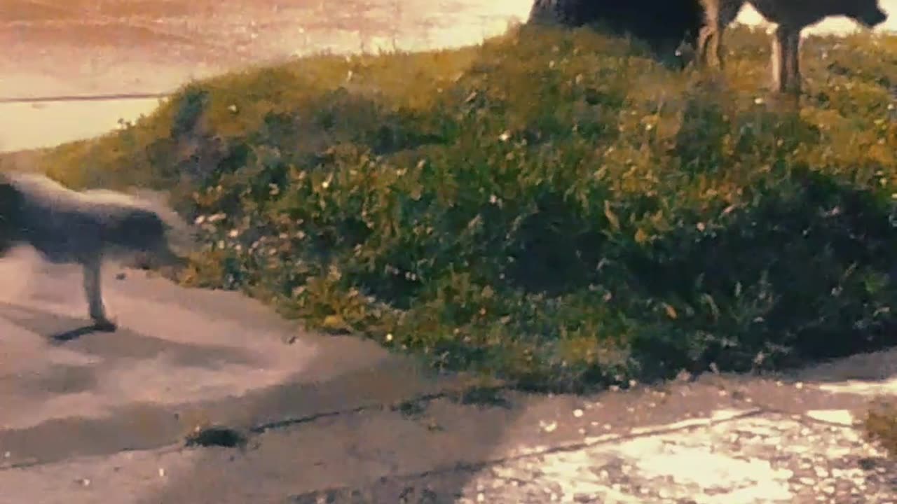 Los peludos en la llovizna - Tacuarembó 13/03/2025